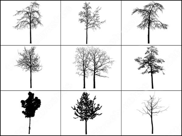 Tree brush photoshop brushes in Photoshop brushes abr ( .abr ) format