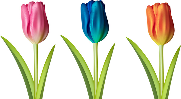 free clip art flowers tulips - photo #30