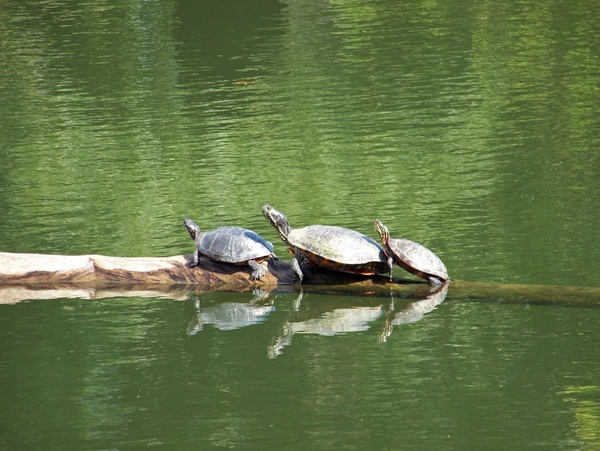Turtle water animal image free stock photos download (15,982 Free stock