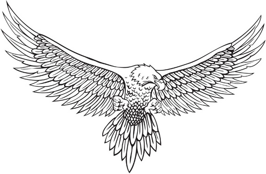 Vector line drawing of the eagle Free vector in Encapsulated PostScript