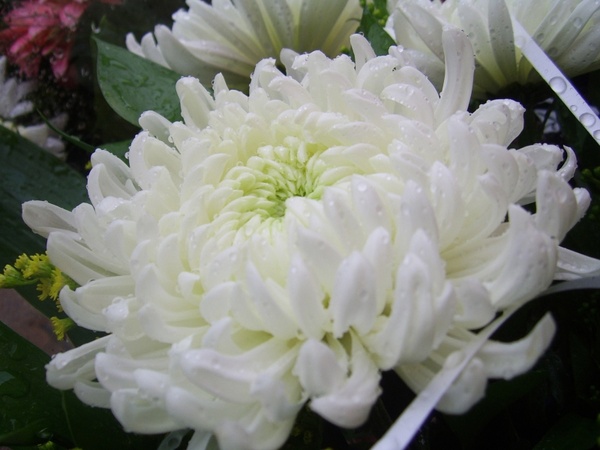 White chrysanthemum Free stock photos in JPEG .jpg 2272x1704 format 