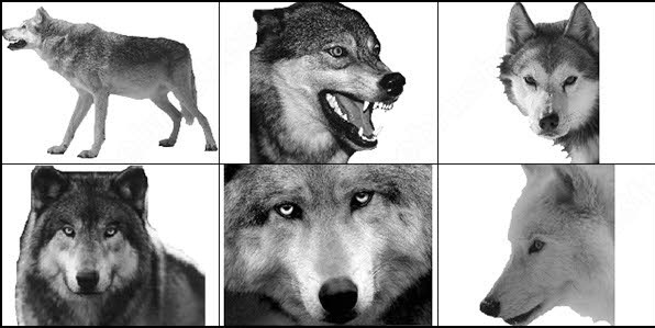  Girl Photoshop Brushes on Wolf Brush Photoshop Brushes For Free Download