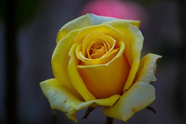 Yellow rose Free stock photos in jpg format for free ...