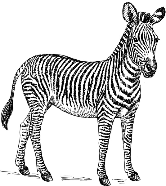 Clip Art Zebra. zebra Vector clip art - Free