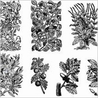 11 Old Plant Engravings Vector