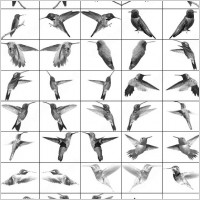 19 ps 7 hummingbirds brush
