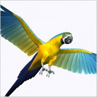 3d_parrot_picture_168778.jpg