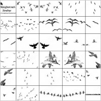 42 birds of a feather  brush