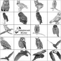48 ps 7 owl brush