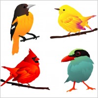 4 beautiful birds
