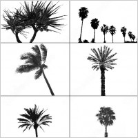 6 palm tree brush