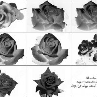 9 rose flower photoshop brush