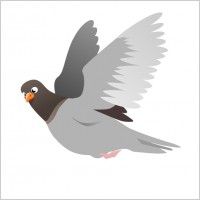 A Flying Pigeon