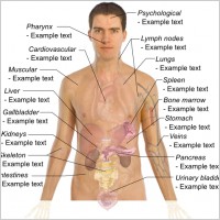 Adult Male Diagram Template clip art