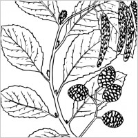 Alder clip art