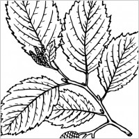 Alder clip art