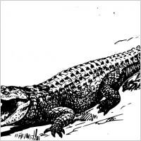 Alligator Clipart Free