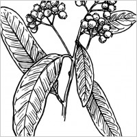 Allspice clip art