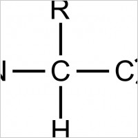 Amino acid (general)