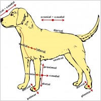 Anatomical Directions