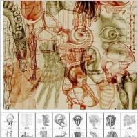 Anatomy2