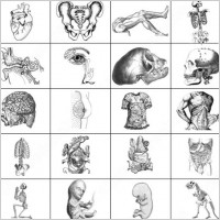 anatomy brush