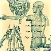 Anatomy brushes