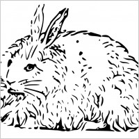 angora rabbit