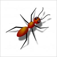 Ant