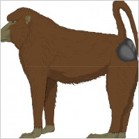 Ape 1