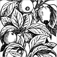 Apples On A Branch clip art