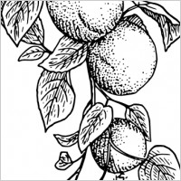 Apricot clip art