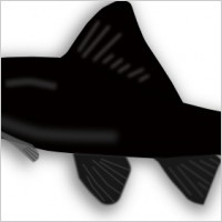 Aquarium Fish Silhouette clip art