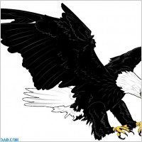 Bald Eagle 00125