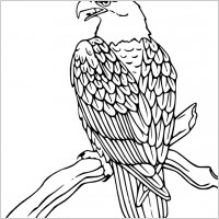 Bald Eagle clip art