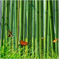 Bamboo and butterfly