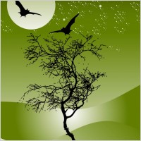 Bat Night