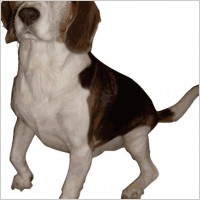Beagle Medium Version