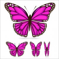 Butterfly Wings Vector