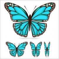 beautiful butterfly 03 vector