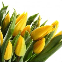 beautiful tulip 02 hd picture