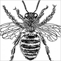 Bee Queen clip art
