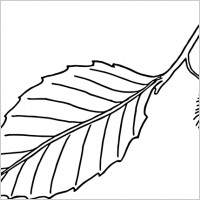Beech Leaf Outline clip art