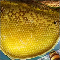 Bees, cellular, rattan plant
