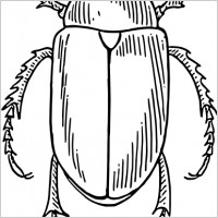 Beetle clip art