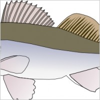Big Fish Candat Animal clip art