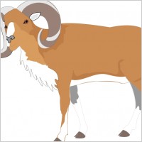 Big Horns Sheet