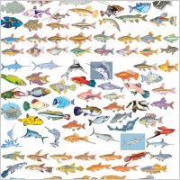 Big Vector Collection of Different Fish
