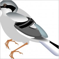 bird 12