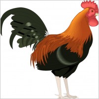 bird 67